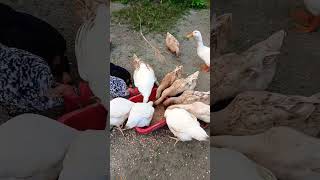 হাঁসমুরগিকে বিকেলের খাবার daily fishing villageduck chickenegg dailyvlog villagelife [upl. by Anders]