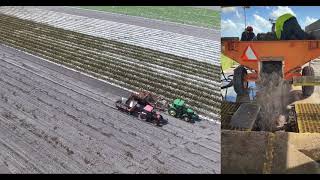 Caladium bulb harvest at Classic Caladiums [upl. by Nigam]