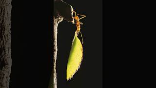 Masters of Fungus Farming Leafcutter Ants ants antfacts shorts [upl. by Elyrad]