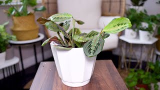 Prayer Plant Maranta Leuconeura Care And Growing Guide  Plant Mom Care [upl. by Dickinson912]