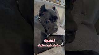 Beauty cane corso canecorso dog gucci [upl. by Led630]