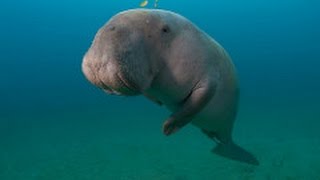 Dugong and Seagrass Conservation Project [upl. by Nanci]