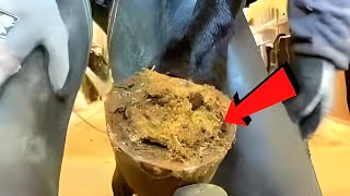 🐴 Horse Hooves  Horse Hoof Trimming  Caring for your horses hooves [upl. by Rubie]