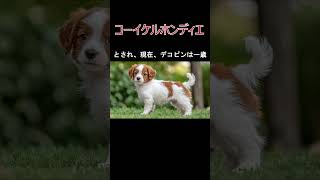 犬の種類コーイケルホンディエの紹介大谷選手の飼ってる犬 [upl. by Cloutman]