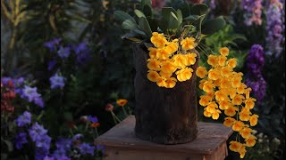 অন্যরকমের একটি ডেনড্রোবিয়াম অর্কিড  Dendrobium Lindleyi [upl. by Elpmid]