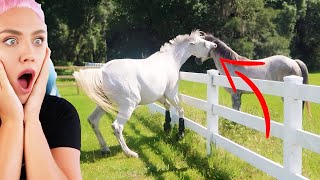 Essential Horse Care Stable Cleaning Tips amp Tricks [upl. by Leunamne521]