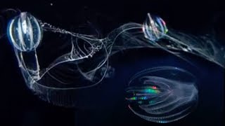 Jellyfishes vs Plankton  Blue Planet  BBC Earth [upl. by Hedges]