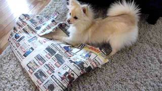 Pomchi first Christmas Opening his gift [upl. by Nyre]