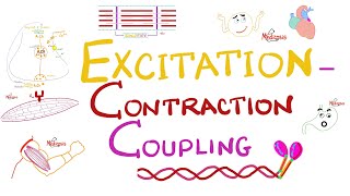 Excitation Contraction Coupling  Muscle Physiology 💪 [upl. by Nelleeus591]