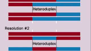 Genetic Recombination During Meiosis  Hetroduplex  Chiasma  Holliday Structure [upl. by Ennazzus]