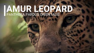 ENDANGERED SPECIES AMUR LEOPARD [upl. by Aicilyhp648]