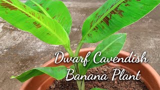 Dwarf Cavendish Banana Plant Propagated by Tissue Culture  Gardening in Mangalore [upl. by Sharl267]