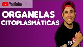 Organelas do Citoplasma Mitocôndria Retículo Complexo de Golgi Lisossomos  Prof Patrick Gomes [upl. by Irod]