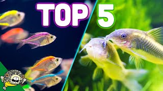 Top 5 Aquarium Schooling Fish  Best Beginner Schooling Fish [upl. by Aruasi65]