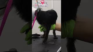 Groomer Takes Time with Aggressive Dog [upl. by Budge459]