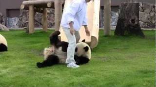 205 Dec 2011 Giant Panda Twin Cubs Kaihin and Youhin at Wakayama Japan milk time [upl. by Adi36]