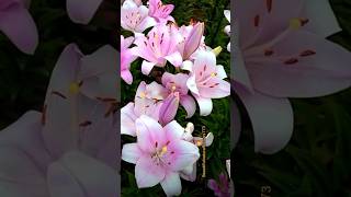 Gorgeous lilies flower garden naturalflowers nature yt flowers [upl. by Adnaram]