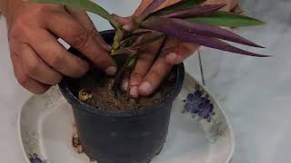 Tradescantia Spathacea cutting we got from the mother Plant [upl. by Rheba853]