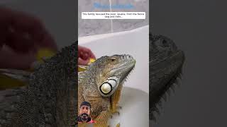 reptiles werescueanimal animals animalrescue iguana lizard animalrescueteam shortvideo [upl. by Eitsim]