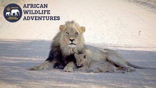 Lion Cub Cuddling With Its Father In The Kgalagadi [upl. by Errecart]