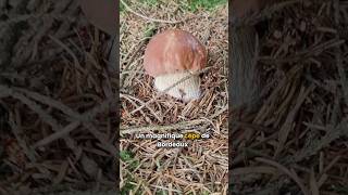 Les cèpes de Bordeaux 🍄🍂🌳 champignons cepes cèpe champignonscomestibles cepesdebordeaux [upl. by Rillis]