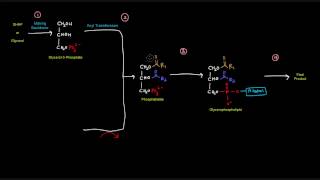 Glycerophospholipid Synthesis Part 1 of 4  Introduction [upl. by Siuluj]