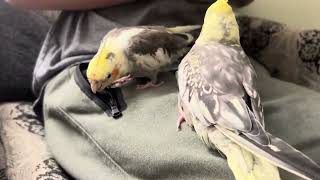 Two cockatiels fighting over pocket zipper [upl. by Enohpets]