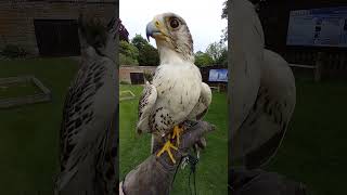 GYRSAKER FALCON HYBRID [upl. by Horvitz]