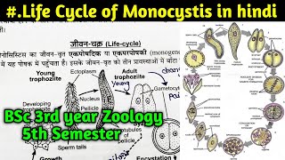 Life Cycle of Monocystis in hindi  BSc 3rd year Zoology 5th Semester [upl. by Neehsar]