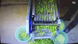 Peas Peeler Peeling Shelling Machine [upl. by Annahpos]