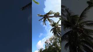 Frigate birds flying over the pool [upl. by Eerb545]