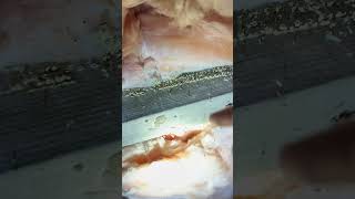 Termite Empire in Customers Basement termites [upl. by Ressay]