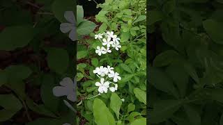 Planta plumbago 🪴☘️ videos plantas [upl. by Nylannej75]