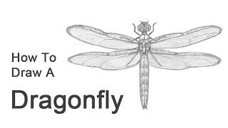 How to Draw a Dragonfly [upl. by Zemaj]