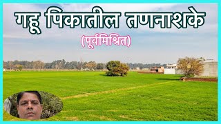 गव्हासाठी पूर्वमिश्रीत तणनाशके Wheat HerbicidesHerbicidal Combinations [upl. by Patrizio234]