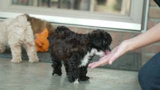 Miriam Yoders Malshipoo Puppies [upl. by Ociram]