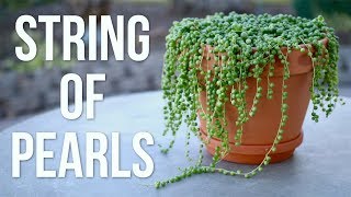 String of Pearls Care Guide  Garden Answer [upl. by Ymme204]