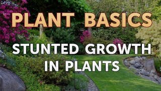 Stunted Growth in Plants [upl. by Angy]