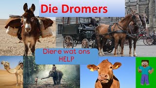 Die Dromers Episode 3 Diere wat ons help kinderstories afrikaans animasie Graad3 [upl. by Cathie]