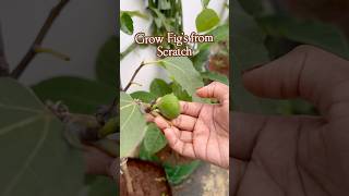 Fig plant Life cycle మేడిపండు अंजीर [upl. by Elleirad893]