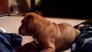 Capone the shar pei  pitbull mix [upl. by Merrile2]