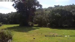 Botlierskop Private Game Reserve Live Stream [upl. by Hayikaz342]