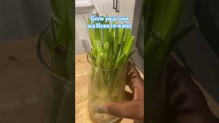 Growing your scallions in the fridge saves you money diy food fyp scallions gardening growth [upl. by Eileek]