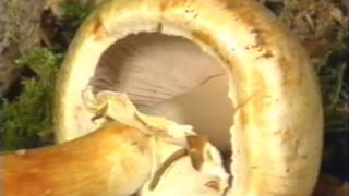 Le guide des champignons comestibles  Documentaire [upl. by Elatnahs317]