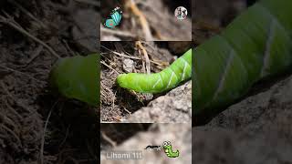 Caterpillars The Insects Unbelievable Transformation Journey  Lihami 111 CaterpillarFacts [upl. by Scholem441]