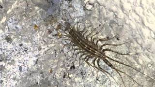 Spinnenläufer Scutigera coleoptrata auf meinem Balkon [upl. by Kcirde797]