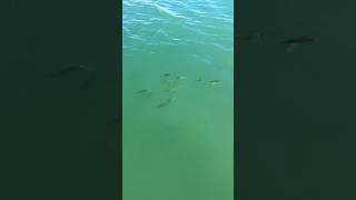 Szép sügerek🐟🤗❤️shorts balaton fish fishing [upl. by Nolyk]