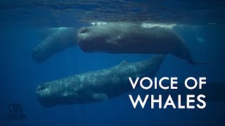 Voice of Whales  quotCodasquot of Sperm Whales [upl. by Pate660]