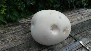 Giant Puffball Mushroom Identification [upl. by Dnumsed]