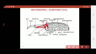 Subphylum Cephalochordata  Branchiostoma  Digestive system [upl. by Nonarb]